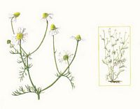 Camomille matricaire. Dessin. Cliquer pour agrandir l'image.