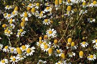 Camomille matricaire. Fleurs. Cliquer pour agrandir l'image.