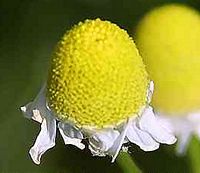 Camomille matricaire. Fleur. Cliquer pour agrandir l'image.