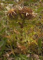 Carline commune. Fleur. Cliquer pour agrandir l'image.