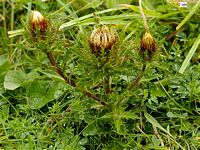 Carline commune. Plante. Cliquer pour agrandir l'image.