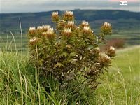 Carline commune. Plante en boutons. Cliquer pour agrandir l'image.