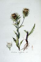 Carline commune. Planche d'identification Flora batava. Cliquer pour agrandir l'image.