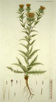 Carline commune. Planche d'identification Flora danica. Cliquer pour agrandir l'image.