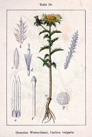 Carline commune. Planche d'identification Sturm. Cliquer pour agrandir l'image.