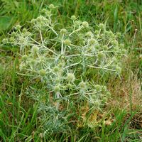Chardon roland. Villars. Cliquer pour agrandir l'image.