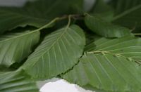 Le charme commun (Carpinus betulus). Nervure de feuille de charme attaquée par galle de Zygiobia carpini. Cliquer pour agrandir l'image.