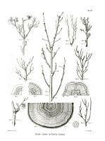 Chênes. Parasité par Tortrix viridana, planche ratzeburg 42. Cliquer pour agrandir l'image.