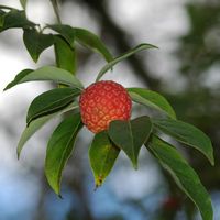 Cornacées. Cornus capitata, fruit, madère. Cliquer pour agrandir l'image.