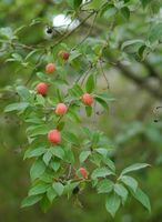 Cornacées. Cornus capitata, rameau, madère. Cliquer pour agrandir l'image.