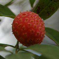 Cornacées. Cornus capitata, fruit, madère. Cliquer pour agrandir l'image.