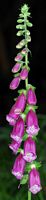 Digitale pourpre. Inflorescence, Cheires de Côme. Cliquer pour agrandir l'image.