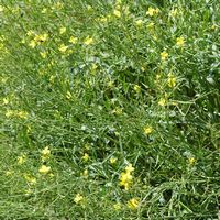 Diplotaxis à feuilles étroites. Plante, Côtes de Clermont. Cliquer pour agrandir l'image.