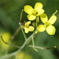 Diplotaxis à feuilles étroites. Fleurs, Côtes de Clermont. Cliquer pour agrandir l'image.