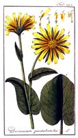 Doronic à feuilles cordées. Planche d'identification krauss. Cliquer pour agrandir l'image.