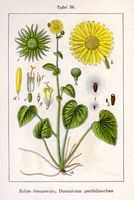 Doronic à feuilles cordées. Planche d'identification Sturm. Cliquer pour agrandir l'image.