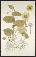 Doronic à feuilles cordées. Planche d'identification Jacquin. Cliquer pour agrandir l'image.