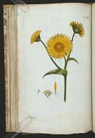 Doronic à feuilles cordées. Planche d'identification Aubry. Cliquer pour agrandir l'image.