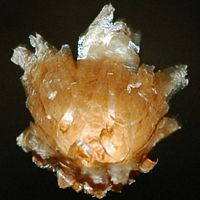Écaille de bourgeon