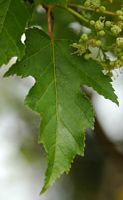 Érable de l'amour. Feuille, Côtes de Clermont. Cliquer pour agrandir l'image.