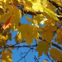 Érable plane. Feuilles d'automne, Côtes de Clermont. Cliquer pour agrandir l'image.