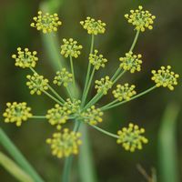 Fenouil sauvage. Inflorescence, Côtes de Clermont. Cliquer pour agrandir l'image.