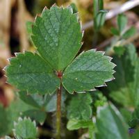 Fraisier des bois. Feuille, Cheires de Côme. Cliquer pour agrandir l'image.