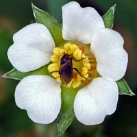 Fraisier des bois. Fleur, Cheires de Côme. Cliquer pour agrandir l'image.