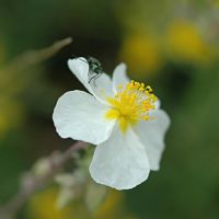 Hélianthème des apennins. Avec oedimera nobilis, Côtes de Clermont. Cliquer pour agrandir l'image.