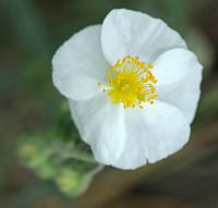 Hélianthème des apennins. Fleur, Côtes de Clermont. Cliquer pour agrandir l'image.