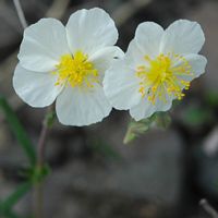 Hélianthème des apennins. Fleurs, Côtes de Clermont. Cliquer pour agrandir l'image.