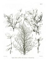 Hetre commun. Parasité par curculia fagi, planche ratzeburg 43. Cliquer pour agrandir l'image.