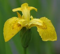 Iris faux-acore, Côtes de Clermont. Cliquer pour agrandir l'image.