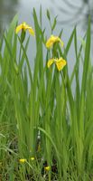 Iris faux-acore, Côtes de Clermont. Cliquer pour agrandir l'image.