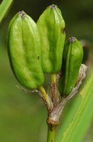 Iris faux-acore, Fruits, Côtes de Clermont. Cliquer pour agrandir l'image.