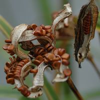 Iris faux-acore, Graines, Côtes de Clermont. Cliquer pour agrandir l'image.