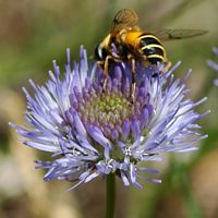 Jasione des montagnes. Sauterre. Cliquer pour agrandir l'image.