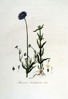 Jasione des montagnes. Planche d'identification Flora batava. Cliquer pour agrandir l'image.