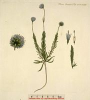 Jasione des montagnes. Planche d'identification Flora danica. Cliquer pour agrandir l'image.