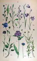 Jasione des montagnes. Planche d'identification Hoffmann. Cliquer pour agrandir l'image.