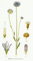 Jasione des montagnes. Planche d'identification Linnemand. Cliquer pour agrandir l'image.