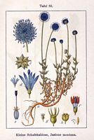 Jasione des montagnes. Planche d'identification Sturm. Cliquer pour agrandir l'image.