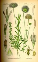 Jasione des montagnes. Planche d'identification Thomé. Cliquer pour agrandir l'image.