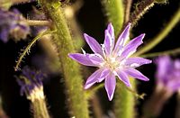 Laitue des Alpes. Fleur. Cliquer pour agrandir l'image.