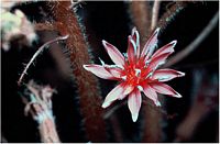 Laitue des Alpes. Fleur en uv. Cliquer pour agrandir l'image.