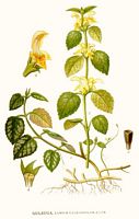 Lamier jaune. Planche d'identification Linnemand. Cliquer pour agrandir l'image.