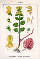 Lamier jaune. Planche d'identification Sturm. Cliquer pour agrandir l'image.