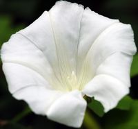 Liseron des champs. Fleur, Côtes de Clermont. Cliquer pour agrandir l'image.
