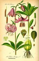 Lys martagon. Planche d'identification. Cliquer pour agrandir l'image.