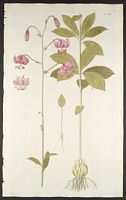 Lys martagon. Planche d'identification. Cliquer pour agrandir l'image.